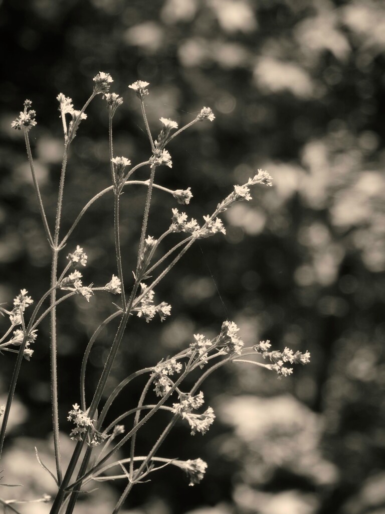 Wild verbena... by marlboromaam