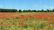 20th Jun 2024 - Poppy blur