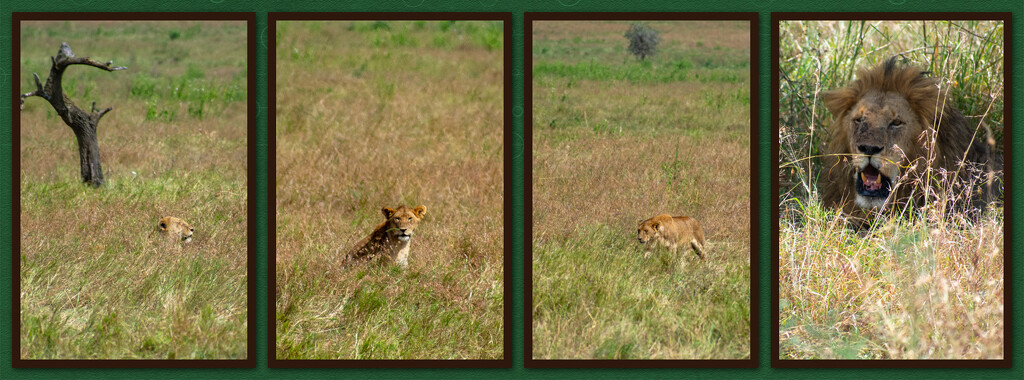 First sighting - Lion ( Panthera Leo) by 365projectorgchristine