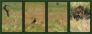 21st Jun 2024 - First sighting - Lion ( Panthera Leo)