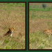 First sighting - Lion ( Panthera Leo)