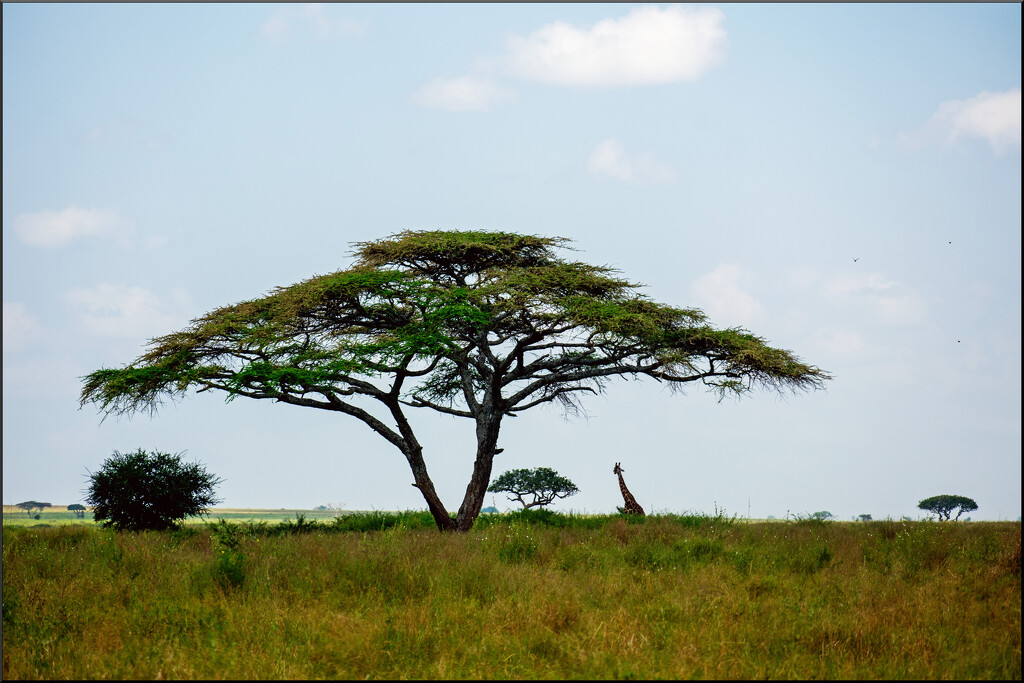Acacia tree by 365projectorgchristine