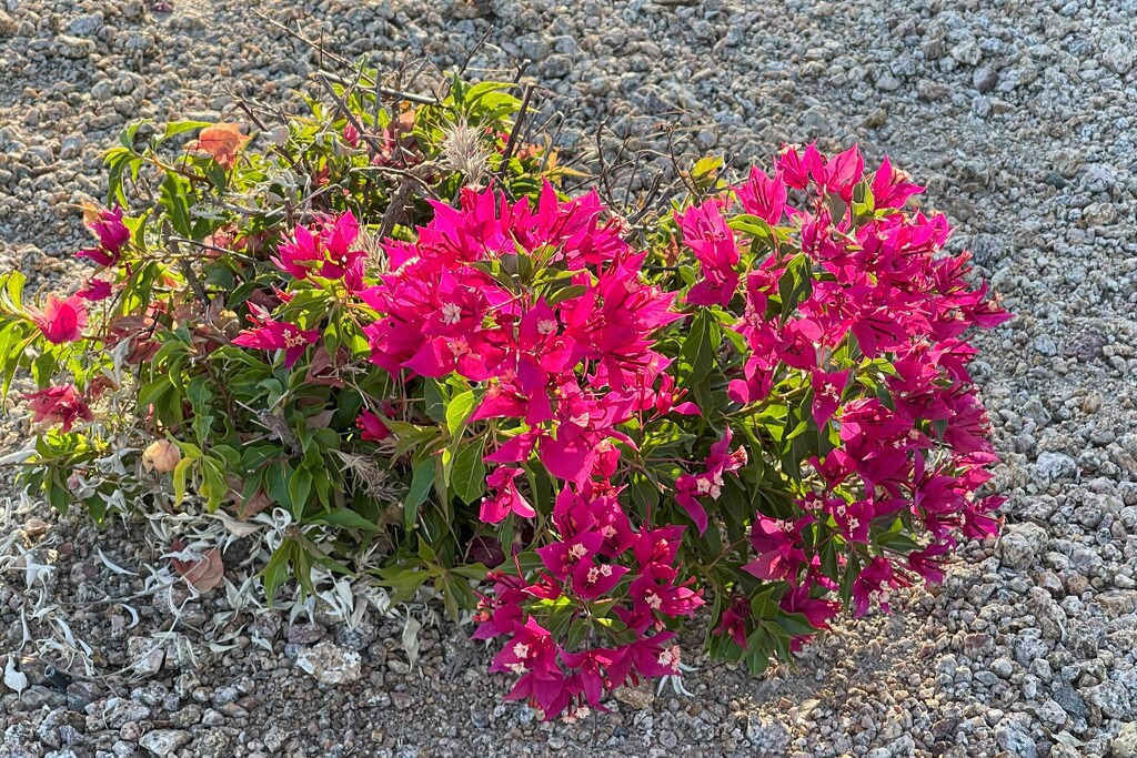 6 18 Mourning Light on Bougainvilleas by sandlily