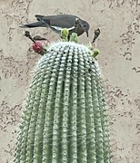 18th Jun 2024 - 6 18 Mourning Dove on Saguaro