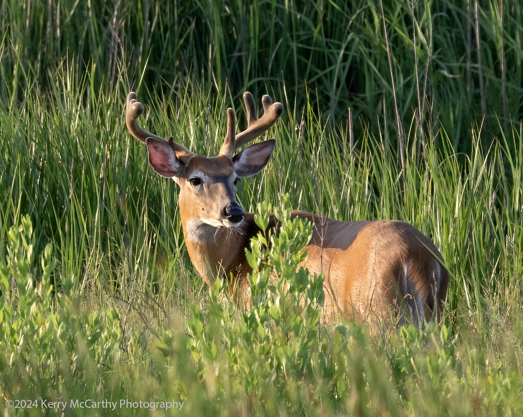 Young Buck by mccarth1