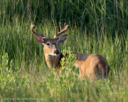 20th Jun 2024 - Young Buck