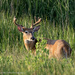 Young Buck by mccarth1