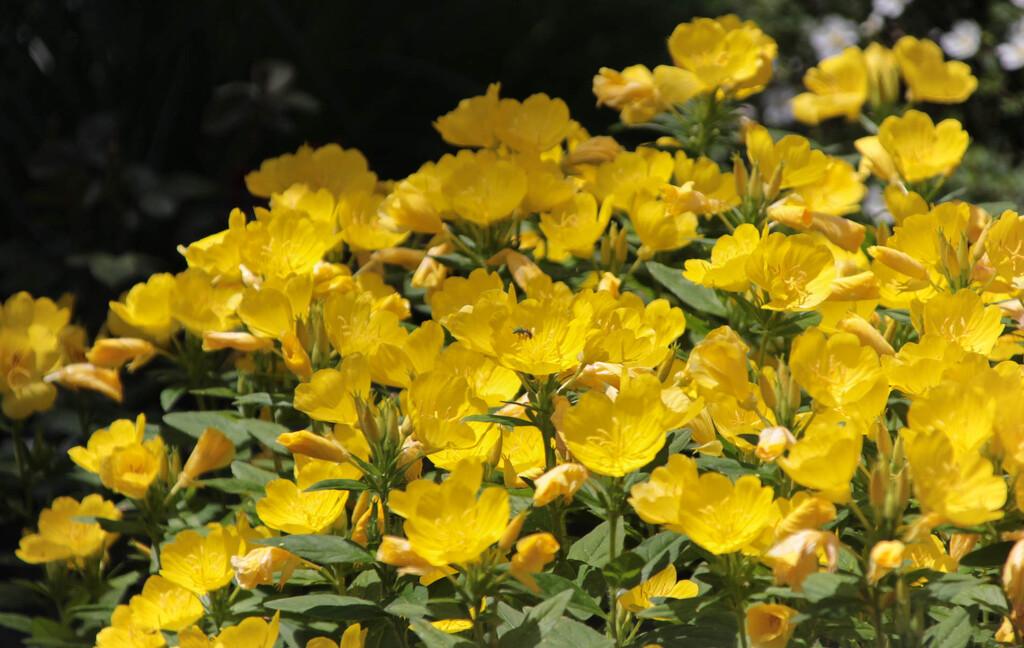 Yellow flowers by mittens