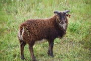 21st Jun 2024 - Baa, Baa Brown Sheep