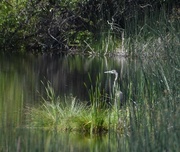 21st Jun 2024 - Nearly Hidden Heron