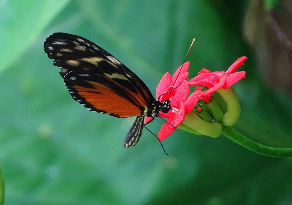 Trip to the Botanical Gardens by brillomick