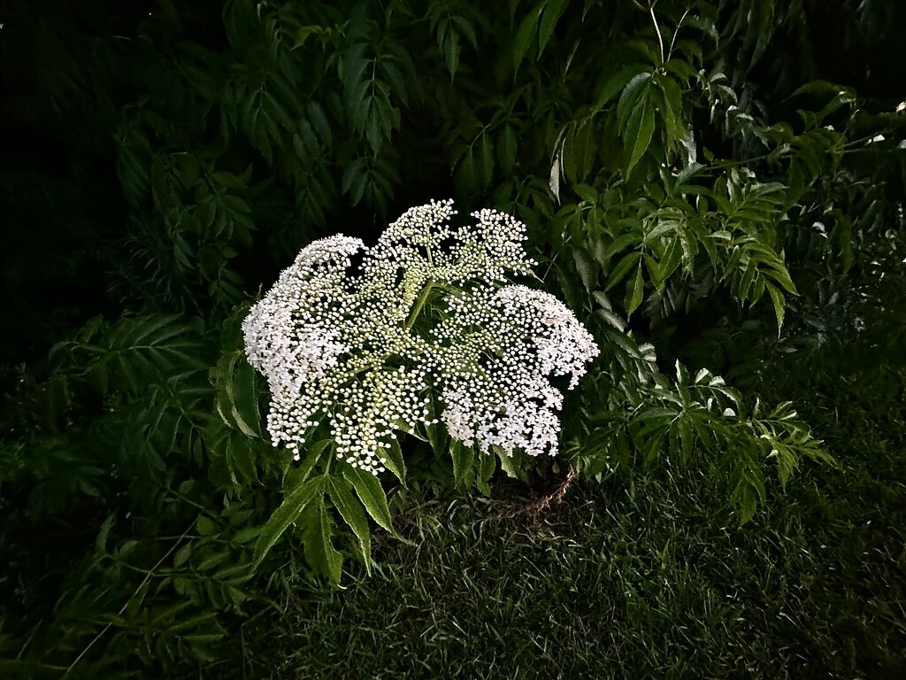 Elderberry by congaree