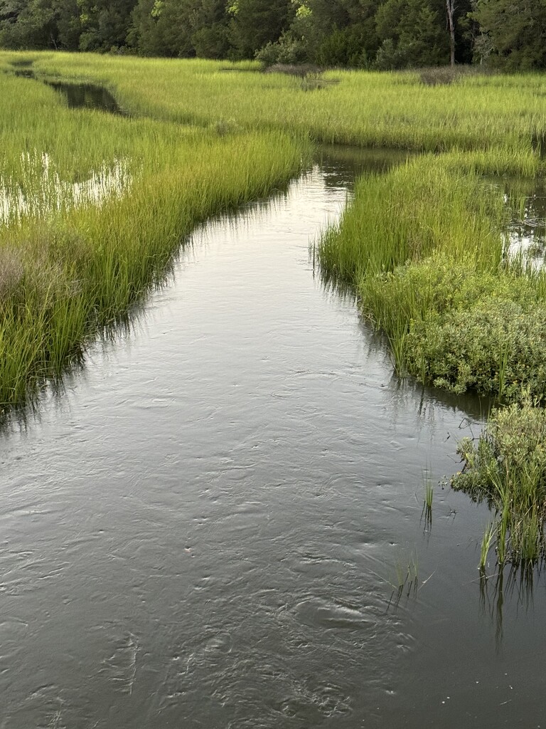 Colleton Creek at high tide by congaree