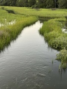 21st Jun 2024 - Colleton Creek at high tide