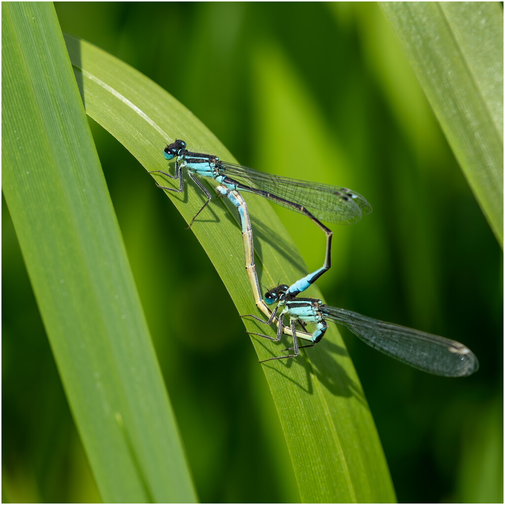 Blue Tailed Damselfly by clifford