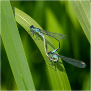 21st Jun 2024 - Blue Tailed Damselfly