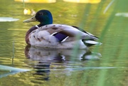 21st Jun 2024 - Mallard