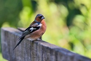 21st Jun 2024 - Eurasian Chaffinch