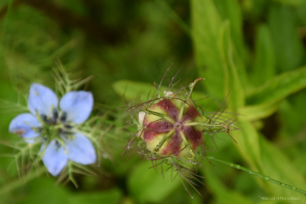 Nigella damascena by parisouailleurs