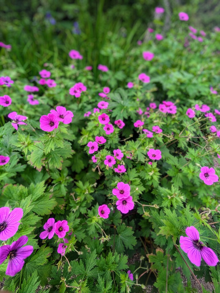 Wild geraniums  by zilli