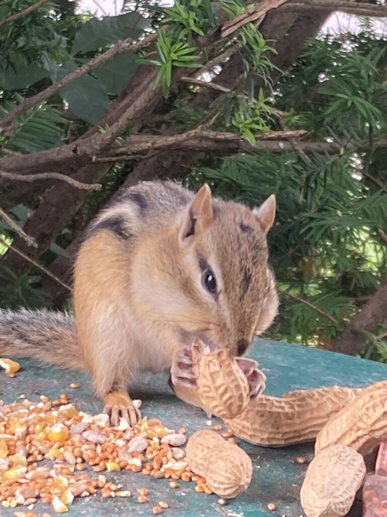 I Is for Impish Chipmunk by spanishliz