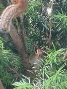 21st Jun 2024 - Chipmunk Pair