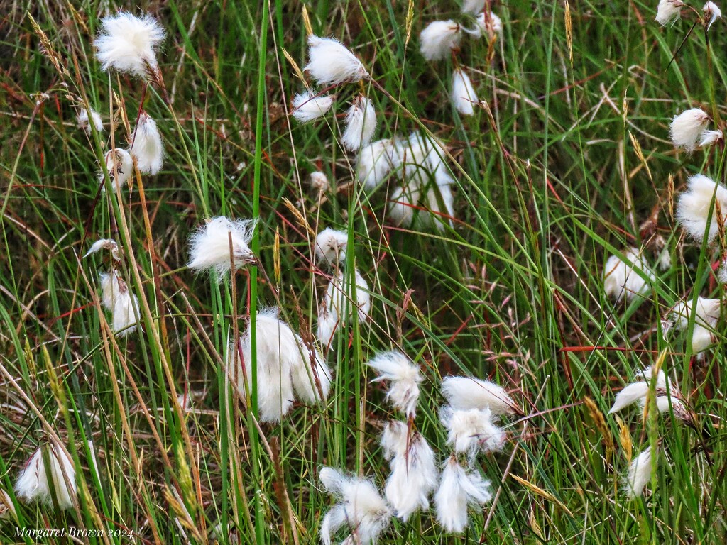 Cotton Grass by craftymeg