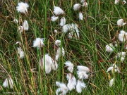 21st Jun 2024 - Cotton Grass