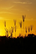 21st Jun 2024 - Dune Grass