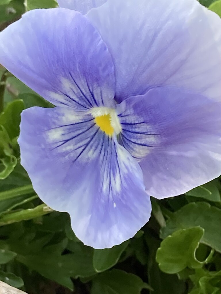 Pansy Flower by cataylor41