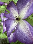 21st Jun 2024 - Clematis Flower 