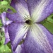 Clematis Flower 