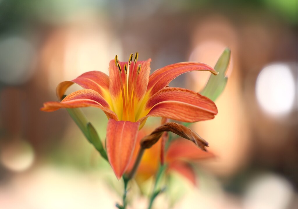 Today's Daylily by lynnz