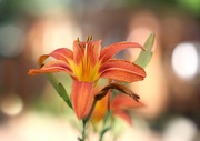 21st Jun 2024 - Today's Daylily