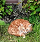 22nd Jun 2024 - Hunter loves this place in the garden.