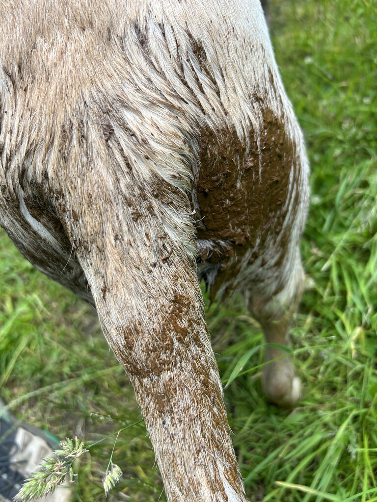 Different mud.  by suehazell