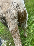 21st Jun 2024 - Different mud. 