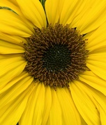 21st Jun 2024 - 031: Sunflower