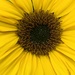 031: Sunflower