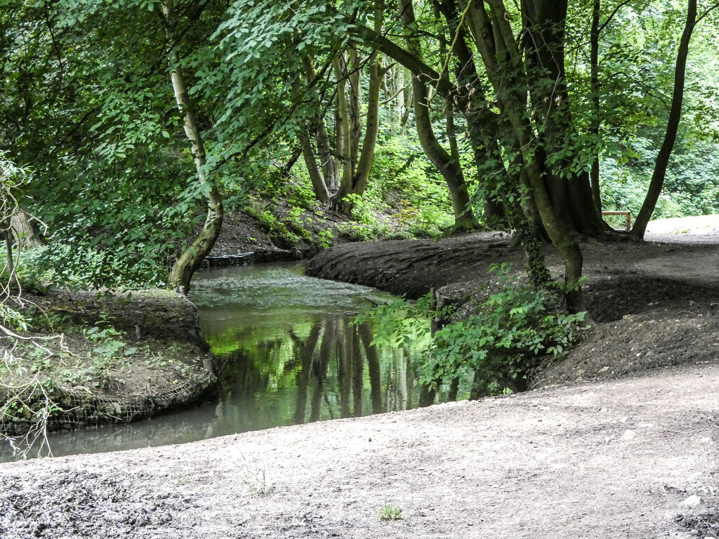 The Real Reflective Trees by mumswaby