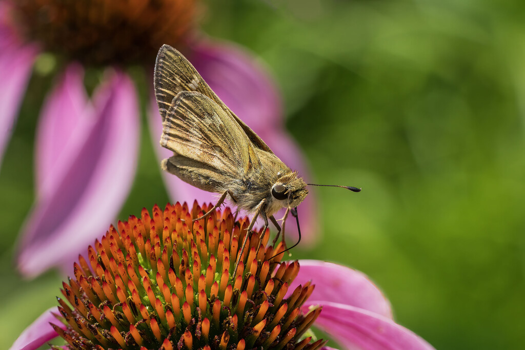 Field Skipper by kvphoto