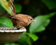 21st Jun 2024 - Jenny Wren