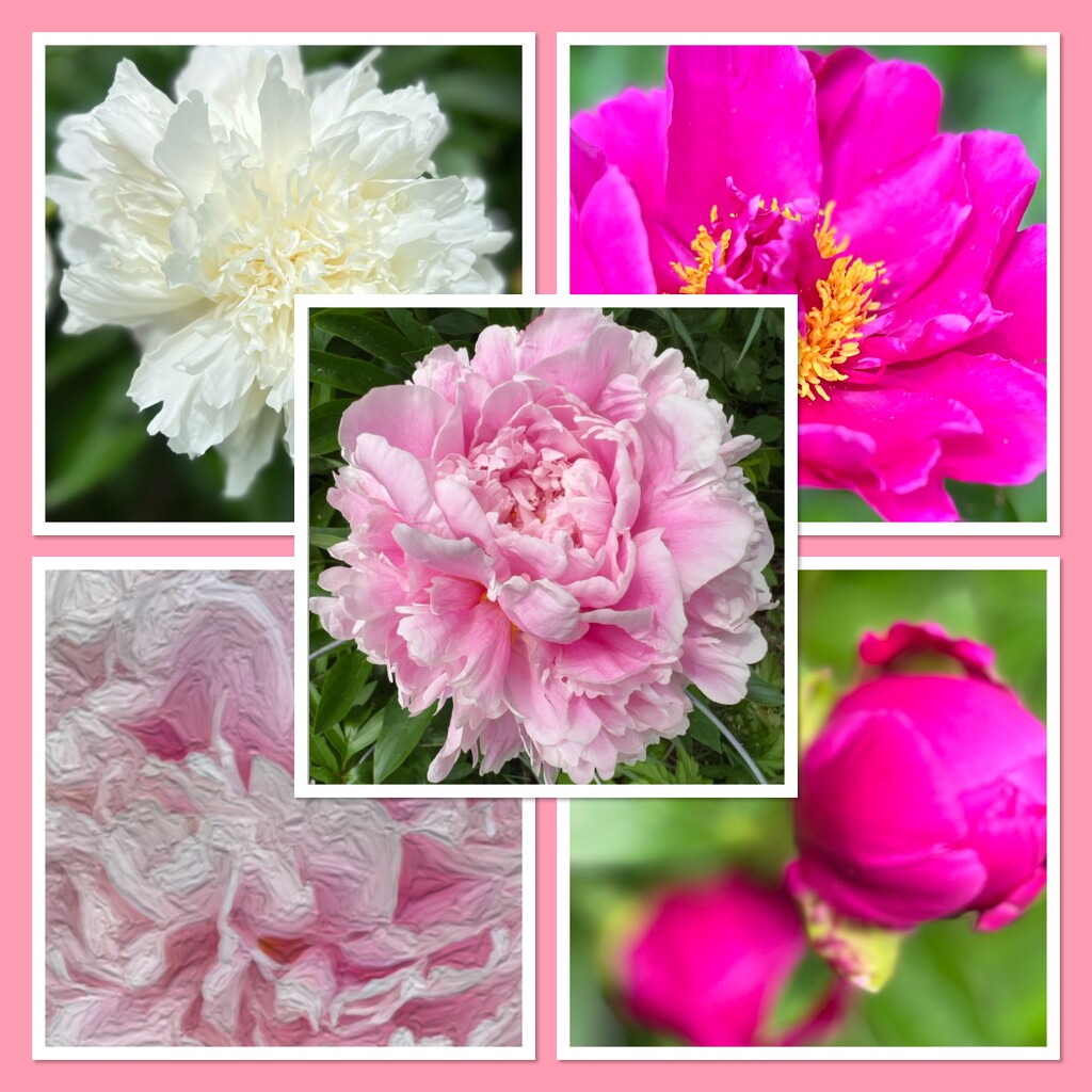 All my Peonies are blooming! by radiogirl