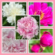 21st Jun 2024 - All my Peonies are blooming!