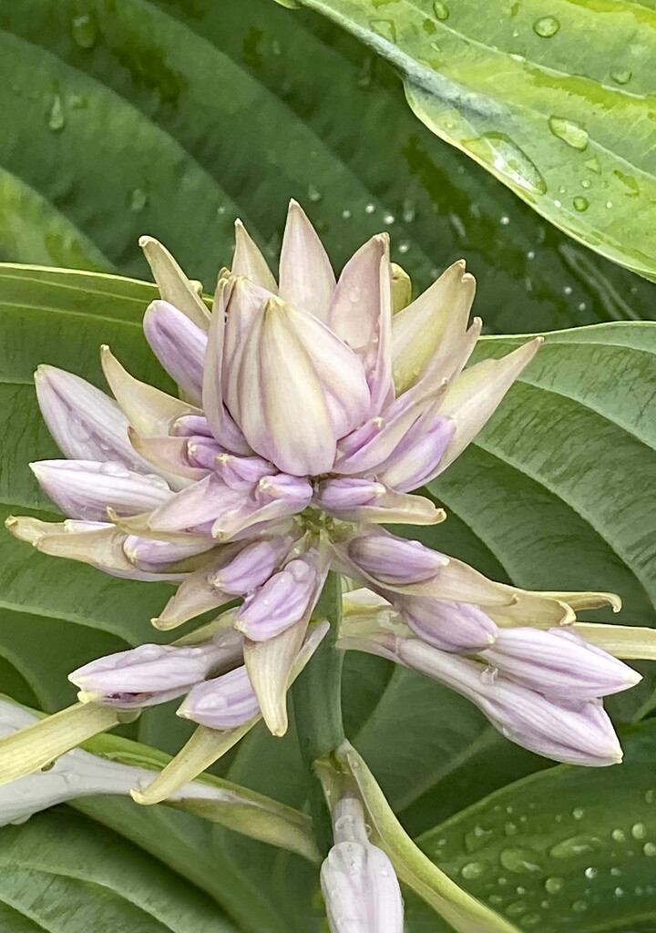 Empress Hosta Flower by paintdipper