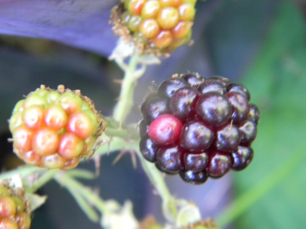 Blackberries Beside Office  by sfeldphotos