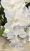 21st Jun 2024 - White orchid