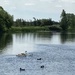 Swan and Cygnets at St Ives near Cambridge 