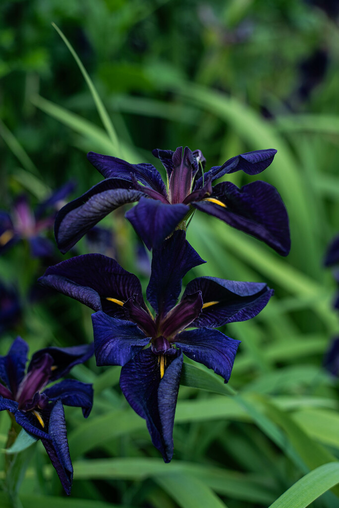 Irises-2 by darchibald