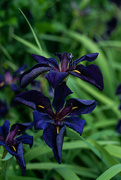 21st Jun 2024 - Irises-2